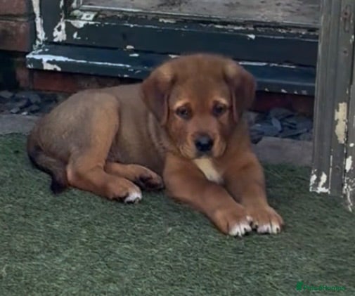 Mixed Breed dogs Central Asian Shepard x Rottweiler Puppies - Advert 2
