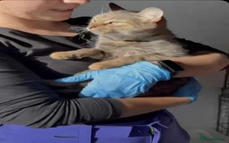 Mixed Breed cats for adoption: Beatrice - Dereham Norfolk  - Image 6