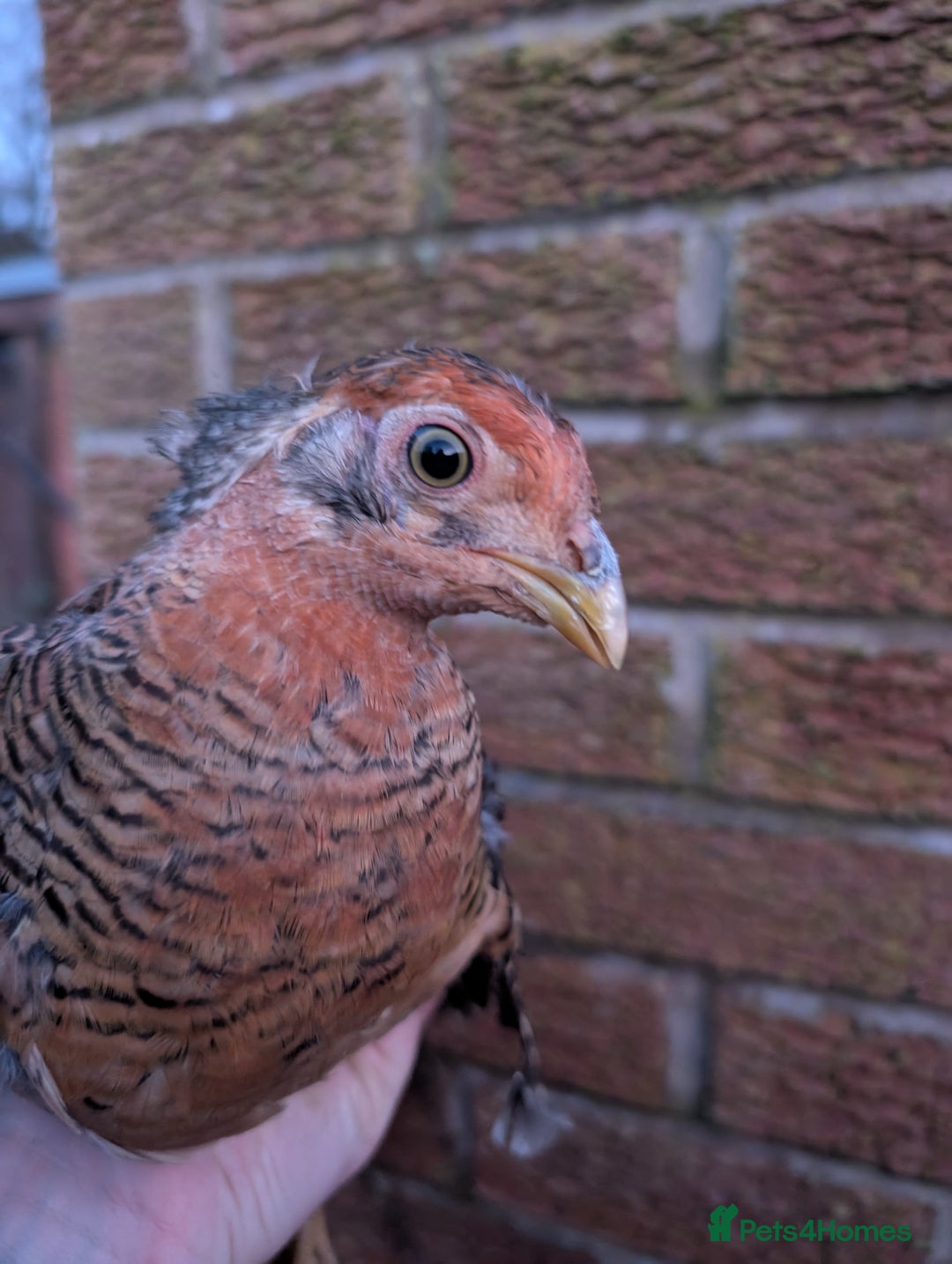 Ducks poultry for sale: Cull ducks, cock golden pheasant  - Advert 3