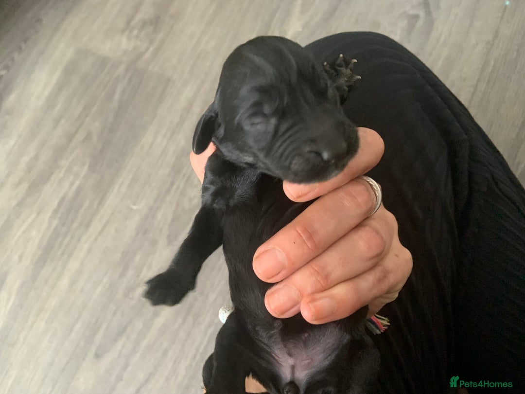 Mixed Breed dogs for sale: Emotional support cockapoo/Labrador puppies - Image 3