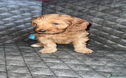 Cockapoo dogs for sale: 6 cockapoo F1 puppies seeking their forever homes - Advert 18