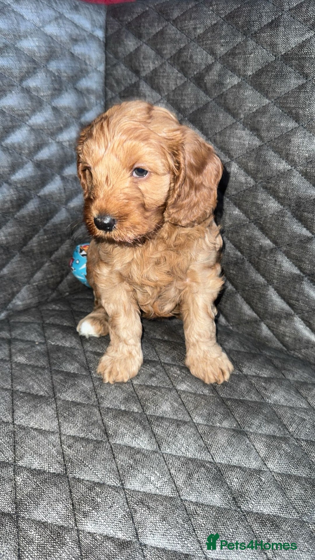 Cockapoo dogs for sale: 6 cockapoo F1 puppies seeking their forever homes - Advert 18