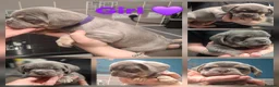 Mixed Breed dogs for sale: 3/4 french bulldog X miniature dachshund  in Dewsbury - Advert 7