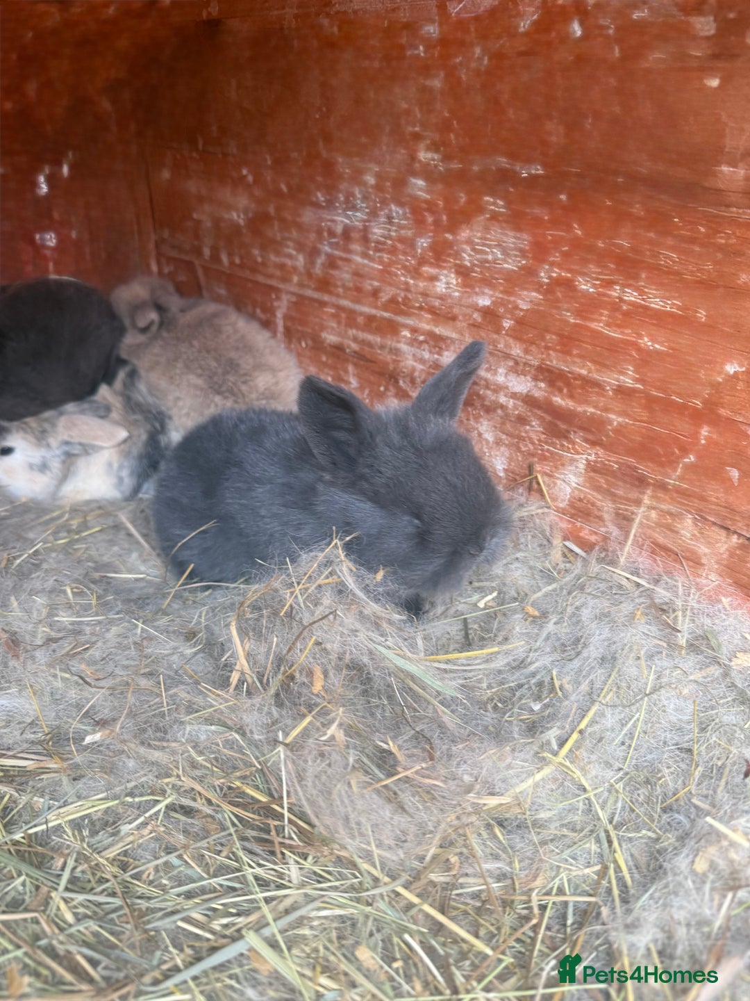 Dwarf Lop rabbits for sale: Dwalf lop babies for sale  - Advert 9
