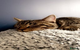 Domestic Shorthair cats for sale: Male cat for rehome due to house move.  - Image 2