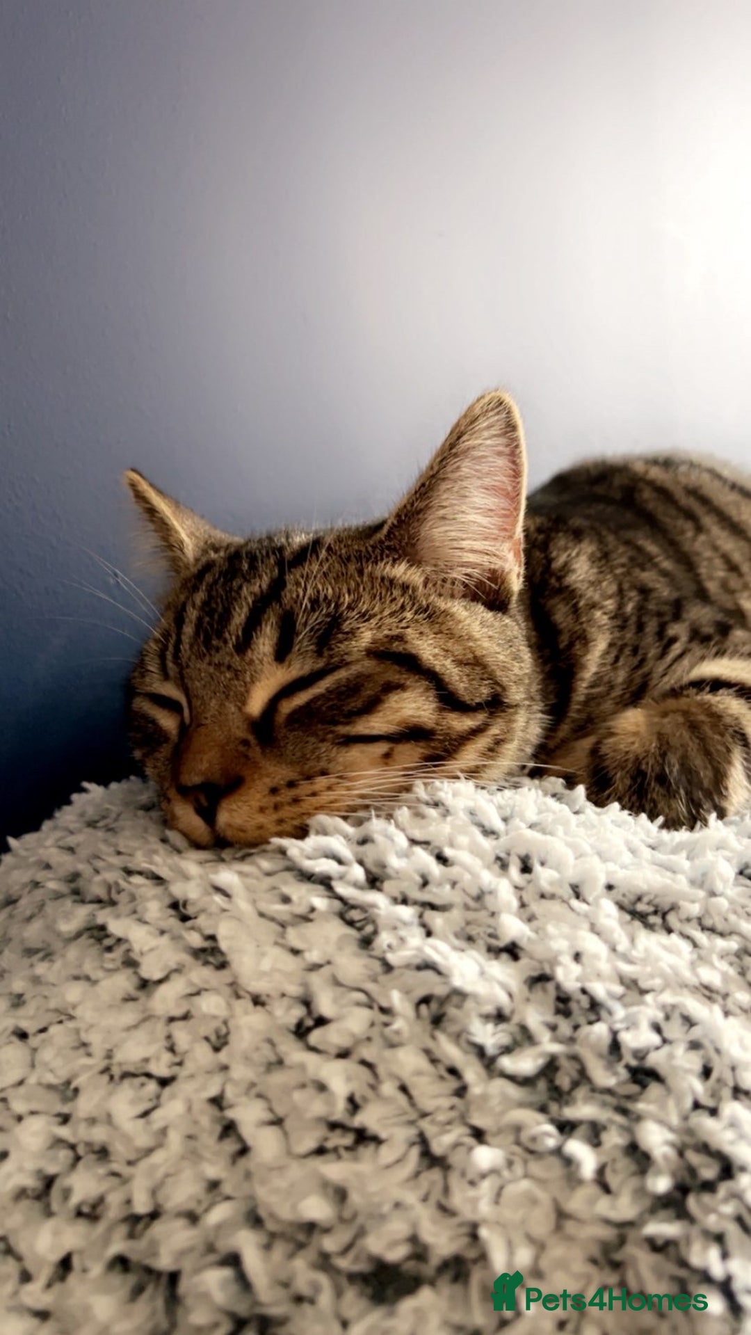 Domestic Shorthair cats for sale: Male cat for rehome due to house move.  - Image 2