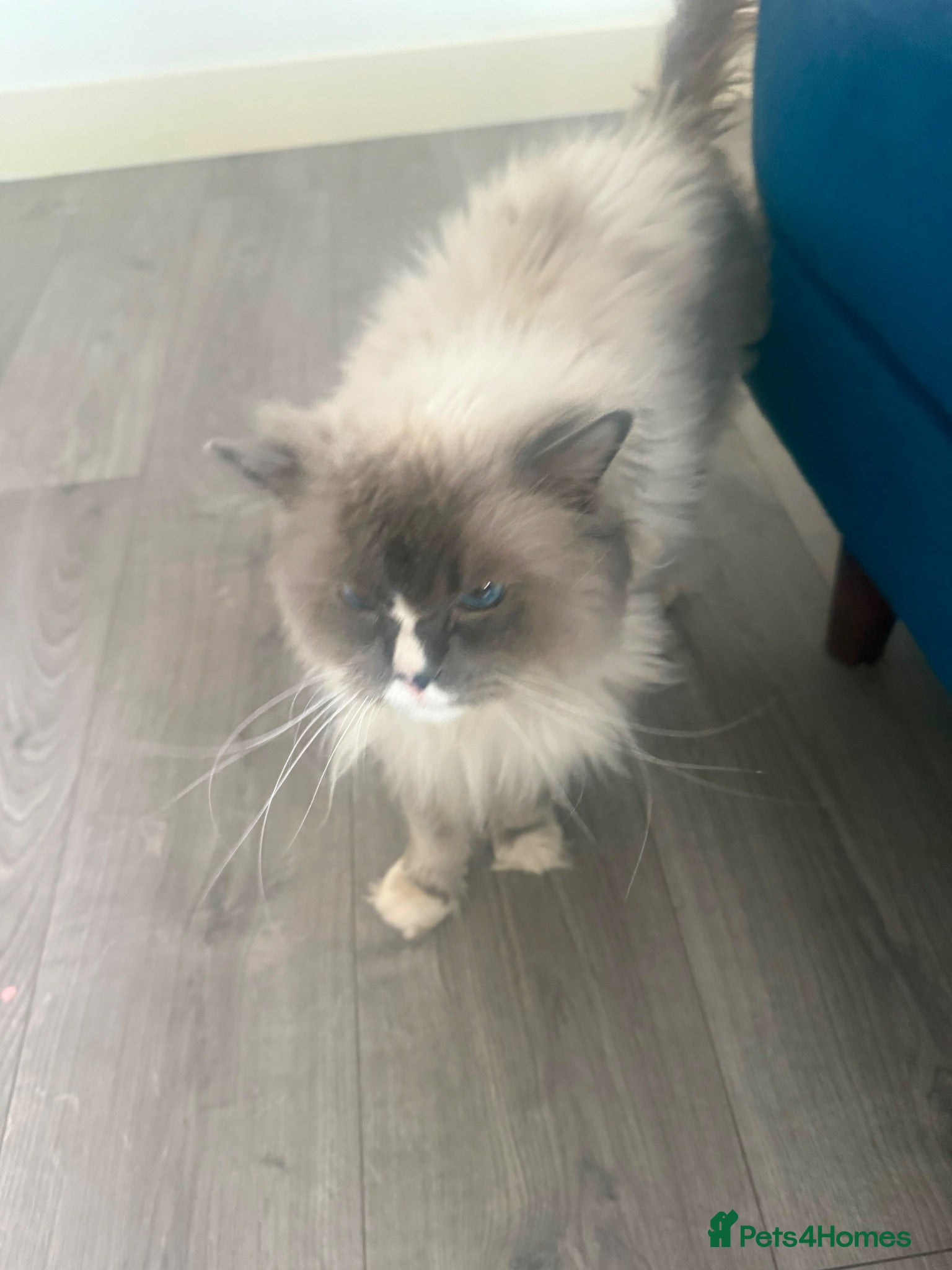 Ragdoll cats Pedigree Ragdoll - Advert 3
