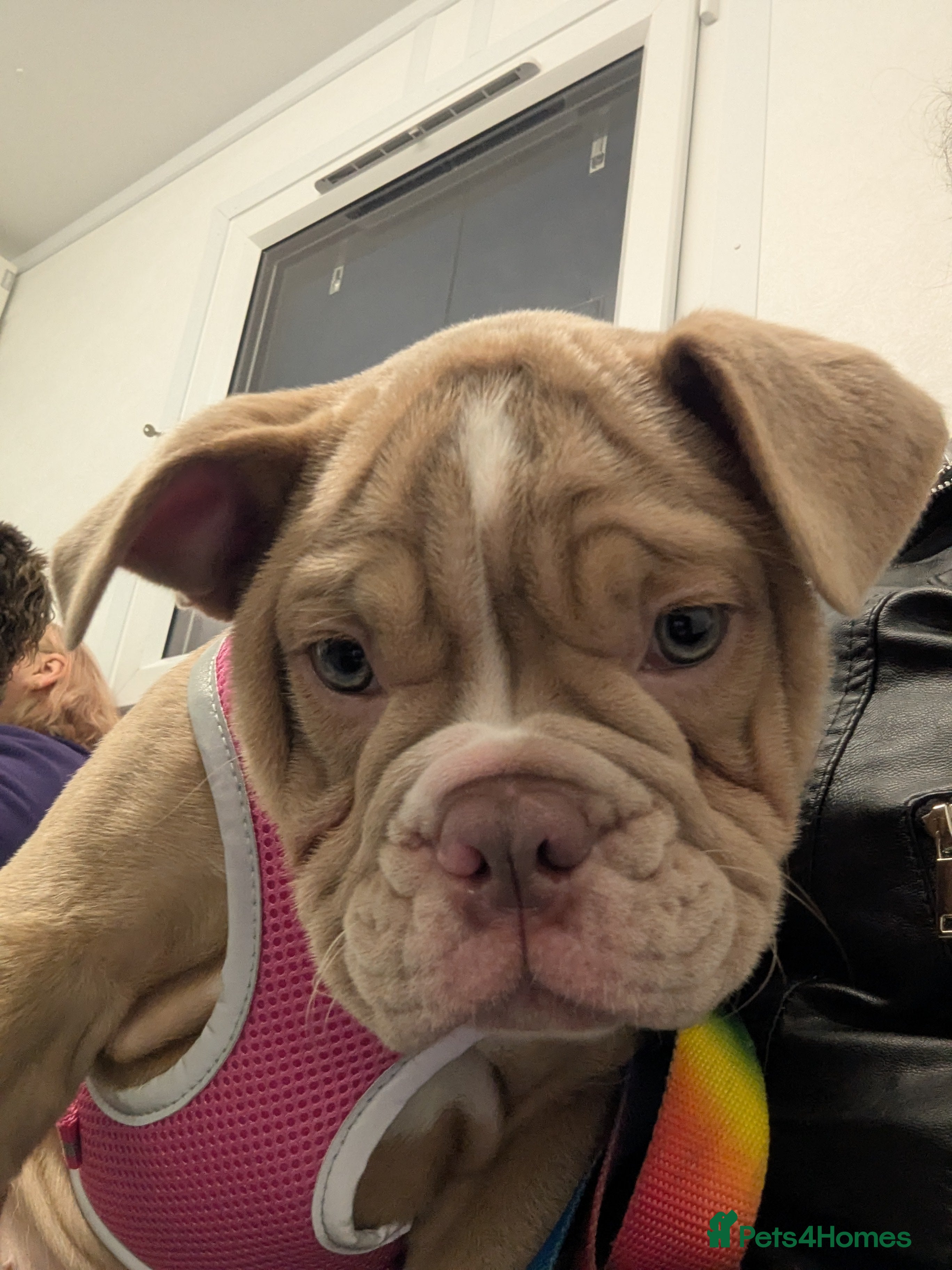 Mixed Breed dogs BEAUTIFUL GIRL LILAC OLD TYME BULLDOG  - Advert 8