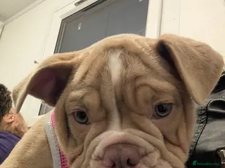 Mixed Breed dogs BEAUTIFUL GIRL LILAC OLD TYME BULLDOG - Advert 17