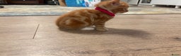 Mixed Breed cats for sale: Now Reserved Beautiful Ginger Male Kitten 4 weeks - Advert 6
