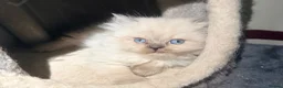 Ragdoll cats for sale: 2 Stunning Ragdoll x Persian available now ❤️ - Advert 12