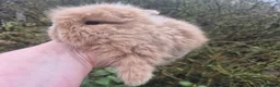 Angora rabbits for sale: 🩷💙Stunning Teddydwerg babies- imported parents🥰 - Advert 5