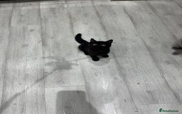 British Shorthair cats for sale: Gccf pedigree black little boy  - Image 18