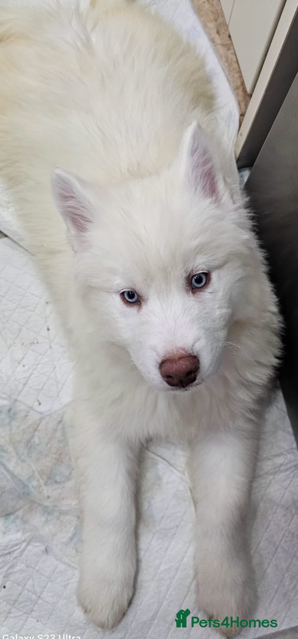 Siberian Husky dogs Last Wooly Siberian husky - fully vaccinated  - Advert 6