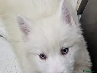 Siberian Husky dogs Last Wooly Siberian husky - fully vaccinated - Advert 6