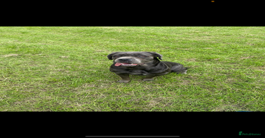 Cane Corso dogs - Advert 13