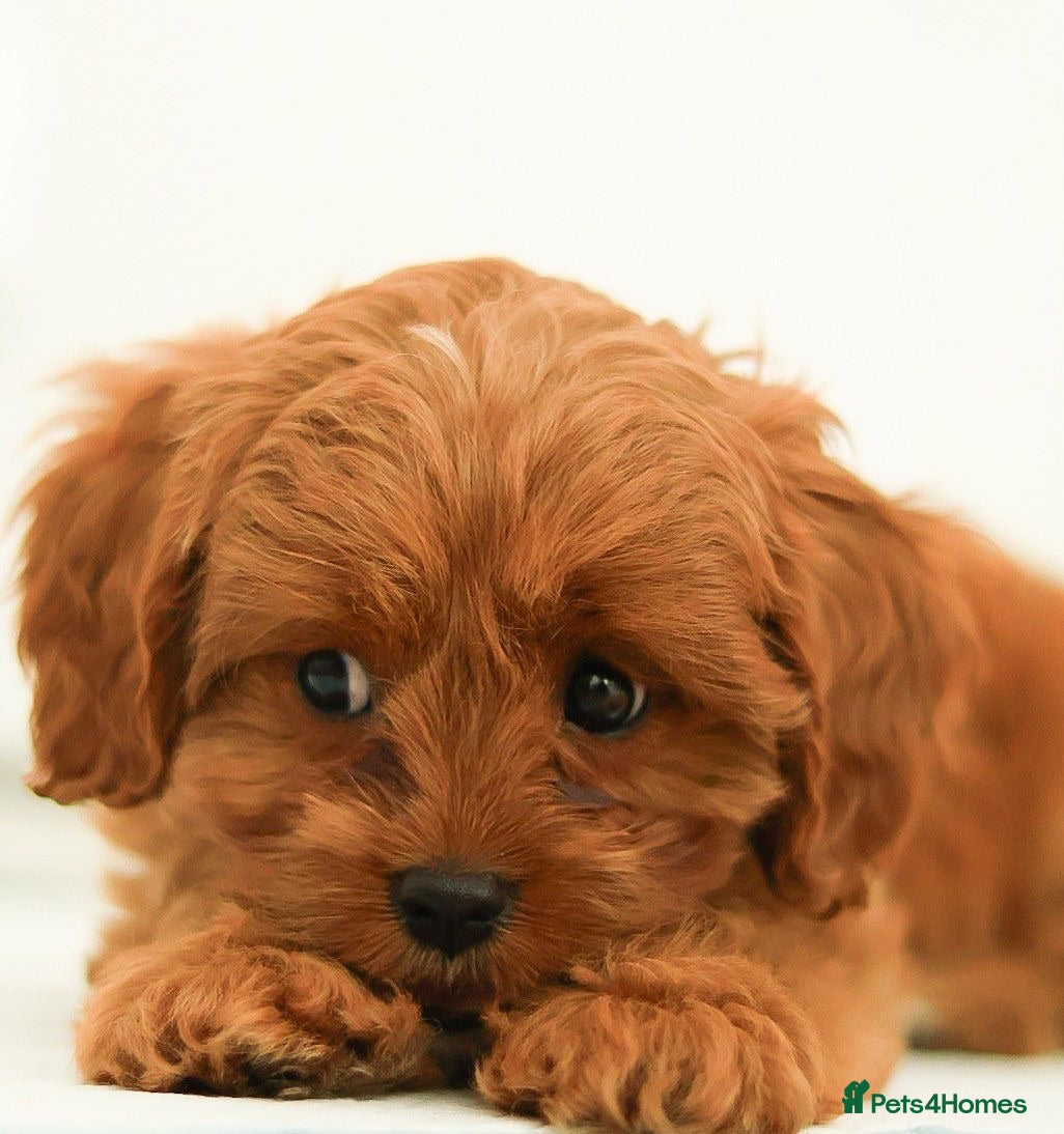 Cavapoo dogs Red Cavapoo puppies ( health tested) - Advert 1