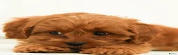 Cavapoo dogs for sale: F1 Red Cavapoo puppies ( health tested) - Advert 1