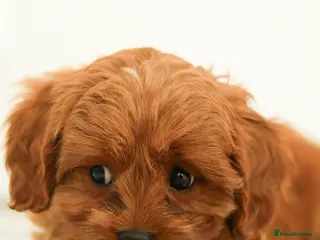 Cavapoo dogs Red Cavapoo puppies ( health tested) - Advert 1
