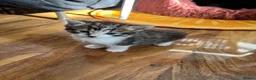 Mixed Breed cats for sale: Kitten looking for a house - Advert 1