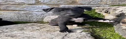 Whippet dogs for sale: Gorgeous family dogs looking for loving homes  - Advert 12