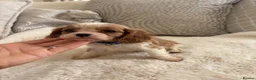 Cavalier King Charles Spaniel dogs for sale: Cavalier King Charles pups - Advert 32