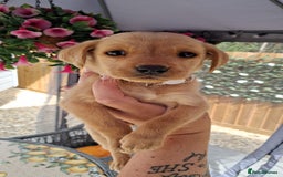 Labrador Retriever dogs for sale: Labrador puppies  - Image 17