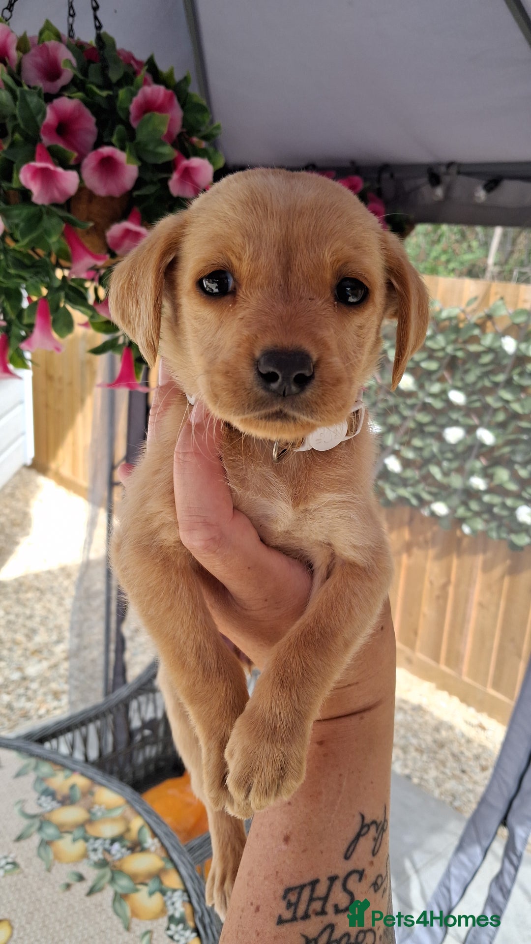 Labrador Retriever dogs for sale: Labrador puppies  - Image 17