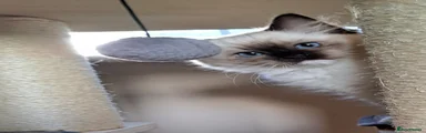 Ragdoll Kitten 1