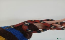 Milk Snake reptiles for sale: Milk snake and vivarium for sale - Advert 1
