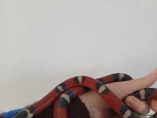 Milk Snake reptiles Milk snake and vivarium for sale - Advert 3