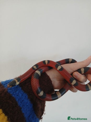 Milk Snake reptiles Milk snake and vivarium for sale - Advert 1