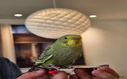 Budgerigars birds for sale: Handtamed beautiful budgies for sale - Image 2