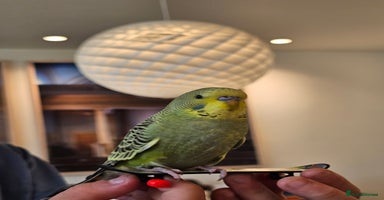 Budgerigars birds - Advert 12