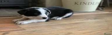 Border Collie 5