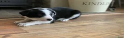 Border Collie dogs for sale: Registered World Class bred Pups for sale - Advert 3