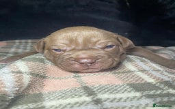 Old Tyme Bulldog dogs for sale: A beautiful girl looking for 🏡  - Image 2