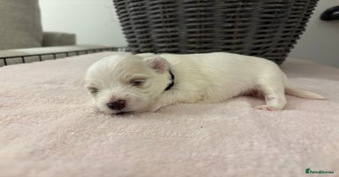 Maltese dogs - Advert 1