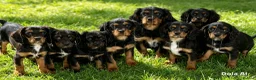 Cavalier King Charles Spaniel dogs for sale: Stunning KC Registered pups - Advert 1