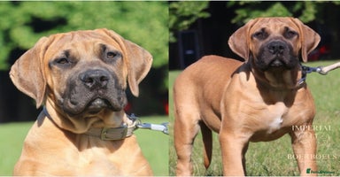 Boerboel dogs - Advert 3