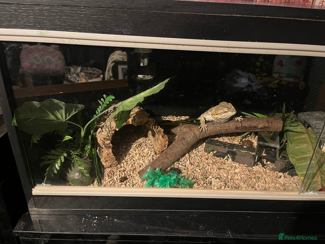 Bearded Dragon reptiles for sale: Bearded dragon with full set up  - Image 2