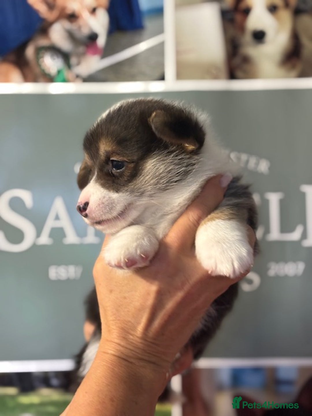 Welsh Corgi Pembroke dogs for sale: Tri coloured quality pedigree puppies available - Advert 9