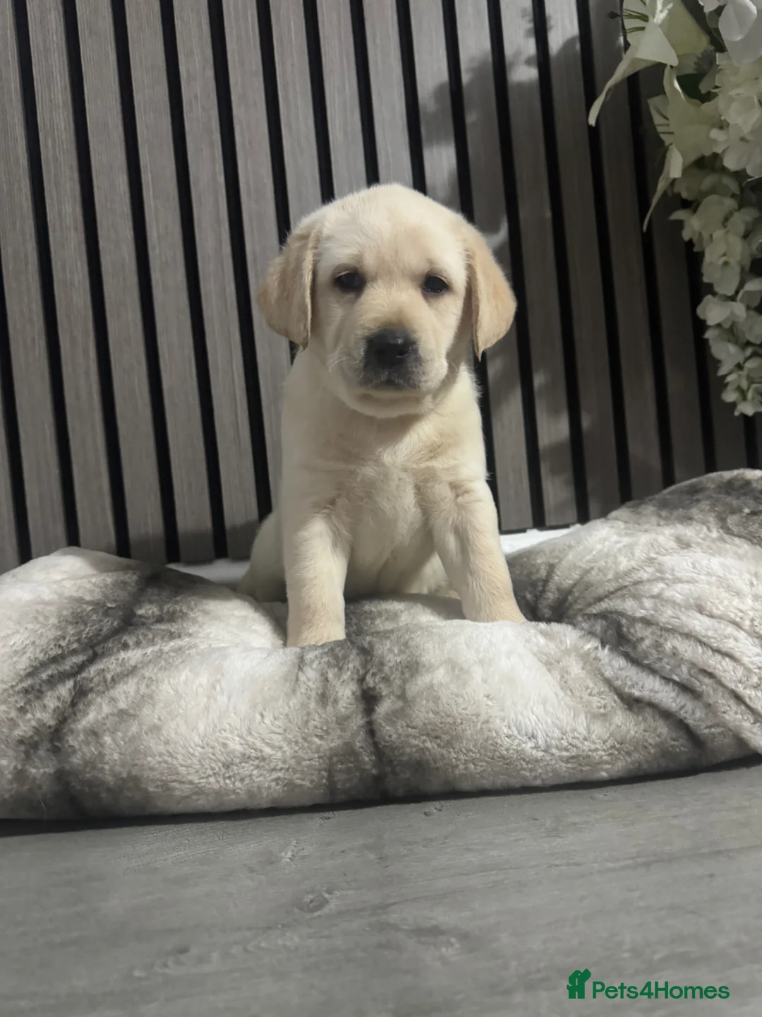 Labrador Retriever dogs for sale:  labrador puppies looking for there forever home in Leigh - Advert 8