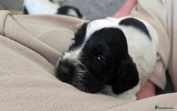 Cocker Spaniel dogs for sale: 🐾 Working Cocker Spaniel Puppies for Sale £800  - Image 16