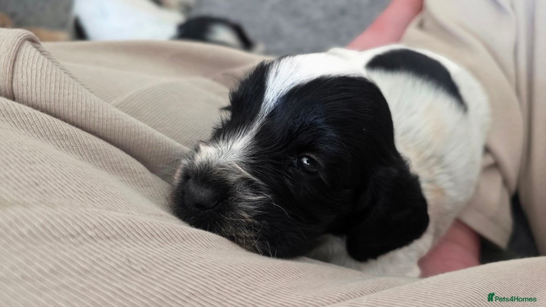 Cocker Spaniel dogs for sale: 🐾 Working Cocker Spaniel Puppies for Sale £800  - Image 16