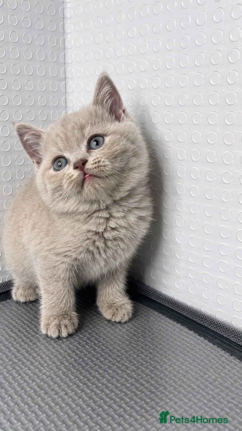 British Shorthair cats Beautiful bsh kittens  - Advert 3