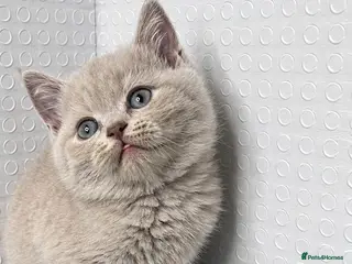 British Shorthair cats Beautiful bsh kittens - Advert 3
