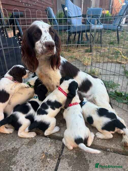 English Springer Spaniel dogs Beautiful litter springer spaniels - Advert 1