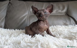 Sphynx cats for sale: Sphynx kittens - Image 8