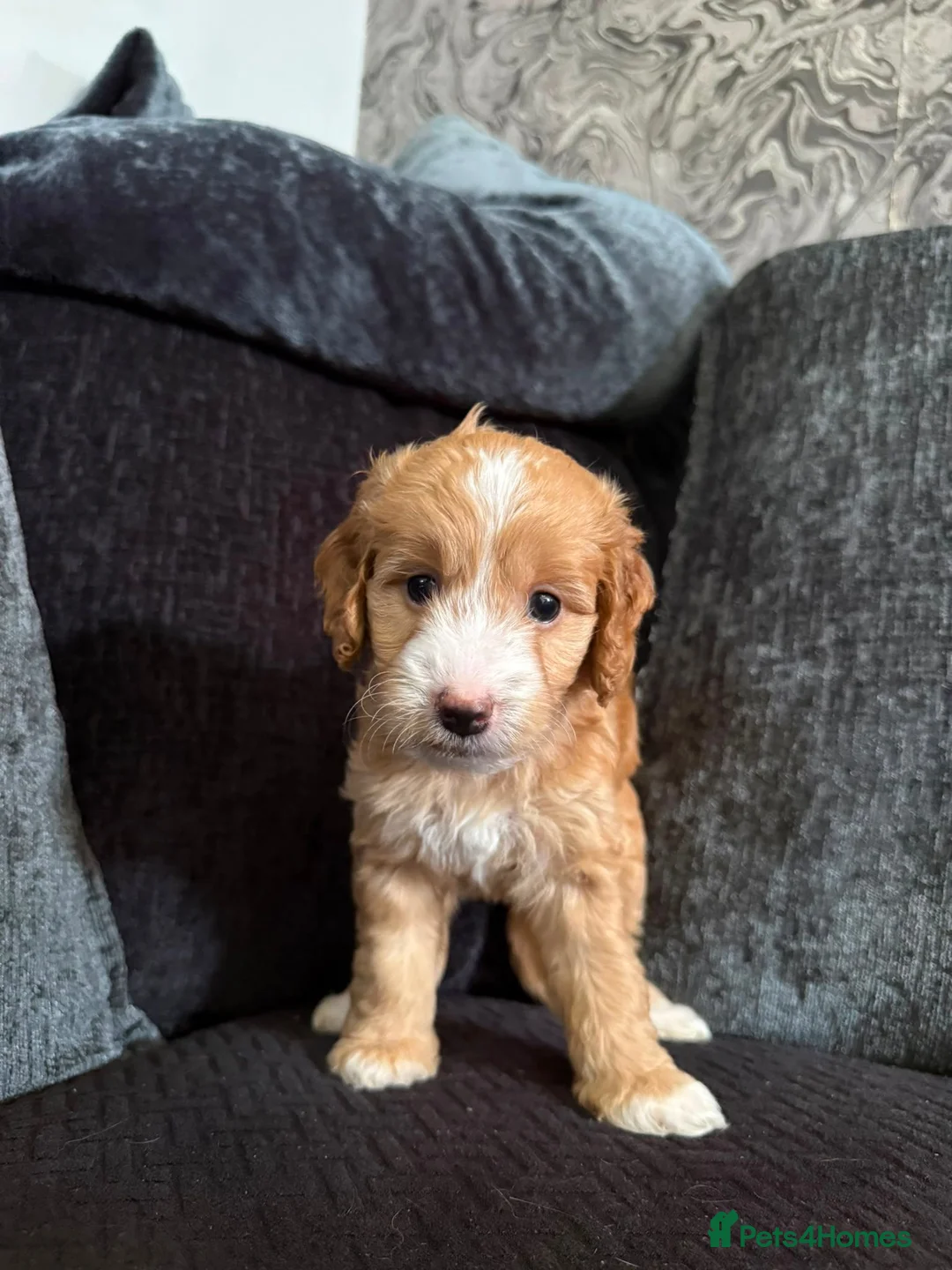Cockapoo dogs for sale: Gorgeous Cockapoo Puppies - Ready from 11th August - Advert 2